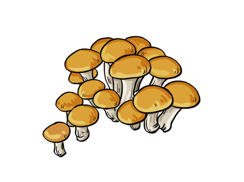 榆黃菇插畫(huà)