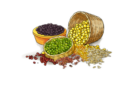 雜糧豆類插畫