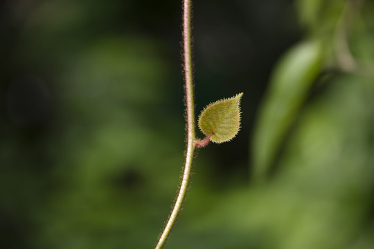 枝叶