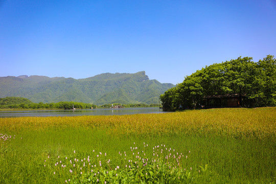 神农架大九湖风光