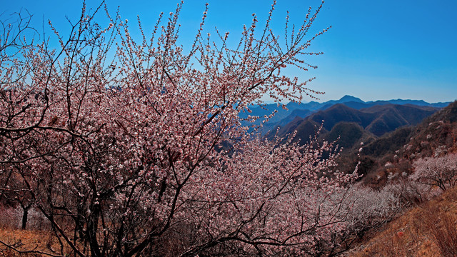 太行山桃花