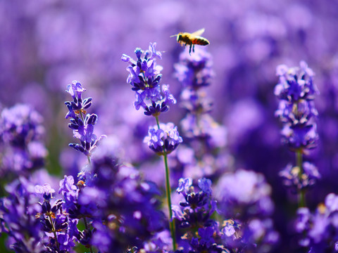 蜜蜂采薰衣草花蜜