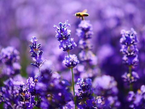 蜜蜂采薰衣草蜂蜜