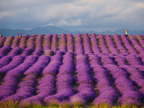 紫色薰衣草花田