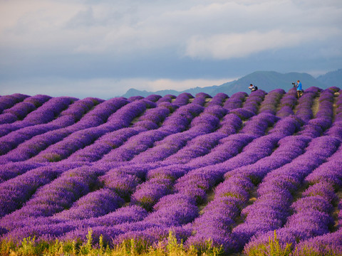 紫色薰衣草花田