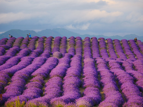 紫色薰衣草花田