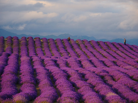 紫色薰衣草花田