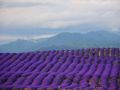 紫色薰衣草花田