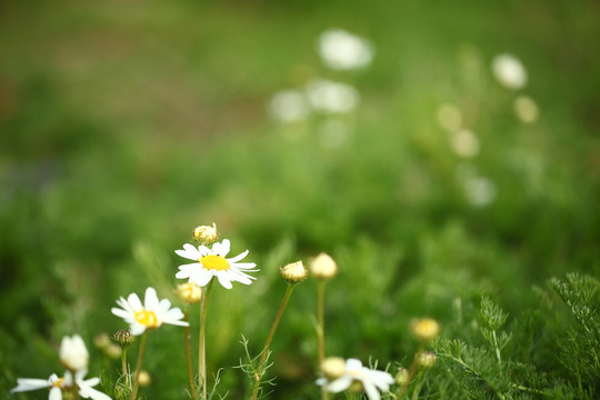 洋甘菊