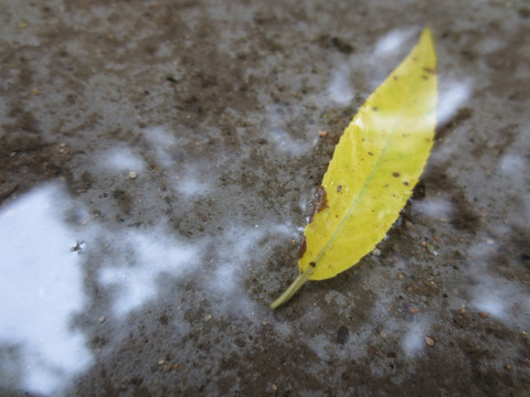 雨后的落叶