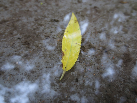 雨后的落叶