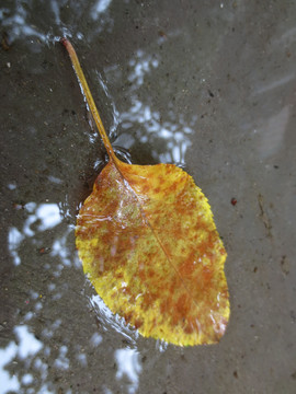 雨后的落叶