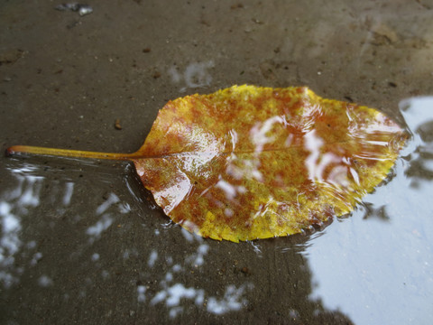 雨后的落叶