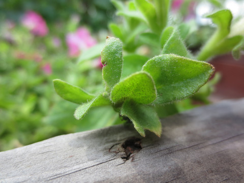 绿色植物