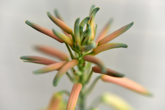 蘆薈花