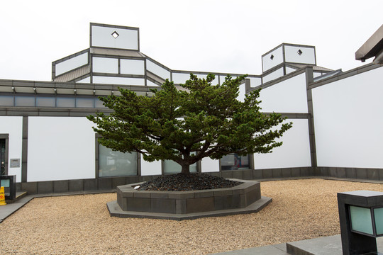 江苏苏州博物馆庭院松树景观