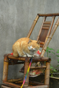 川西竹椅上打瞌睡的家猫