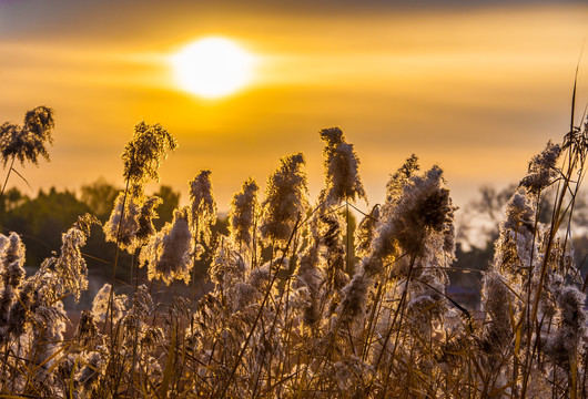 芦花夕照