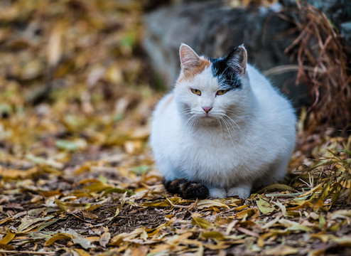 猫咪