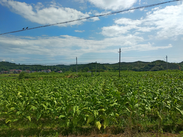 烟叶地