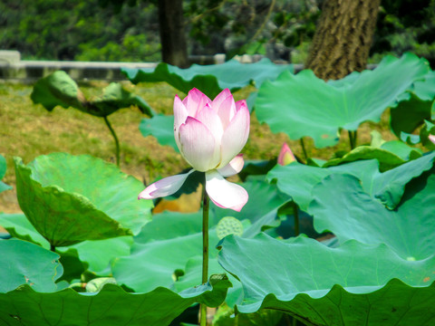 荷花