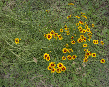 两色金鸡菊