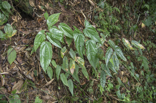 植物黄金淫羊藿