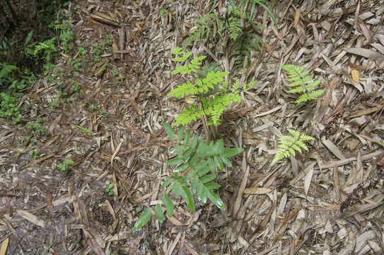 紫萁植株