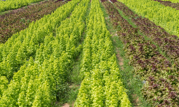 生菜种植基地