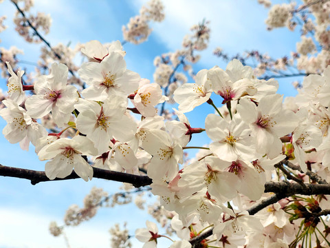 日本樱花