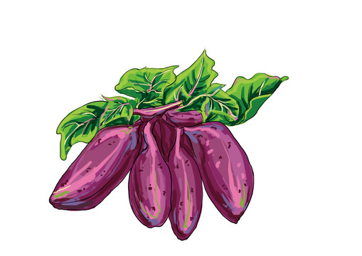 紫薯插畫