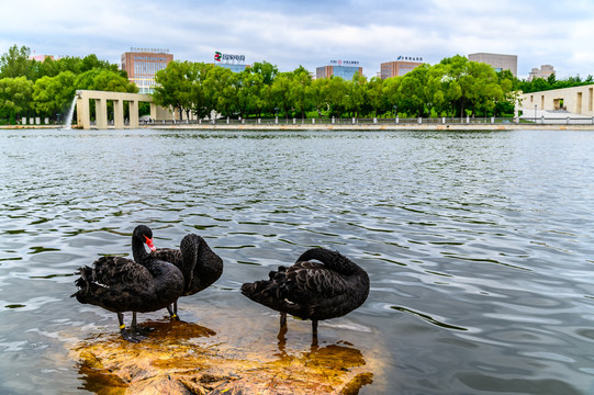 长春雕塑公园湖面的黑天鹅