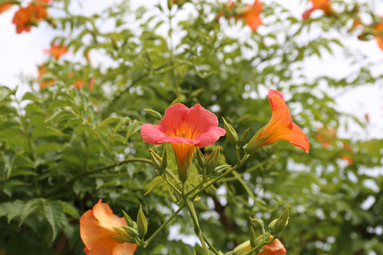 凌霄花