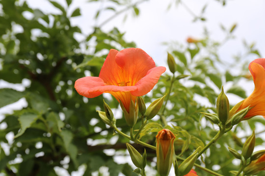 凌霄花