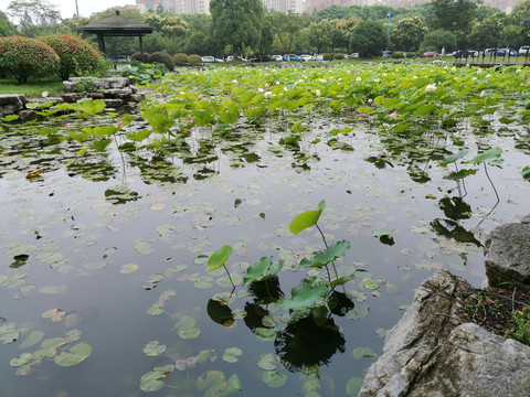 中国传媒大学南广学院荷叶