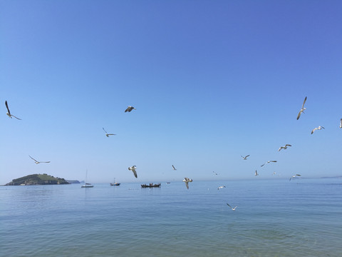 海鷗