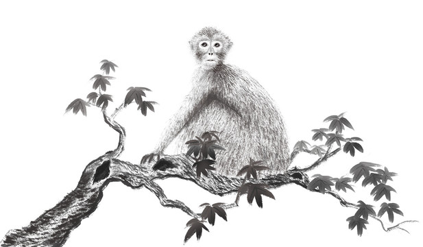 蹲在枫树上的猴子水墨画
