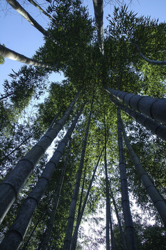 斑竹竹林