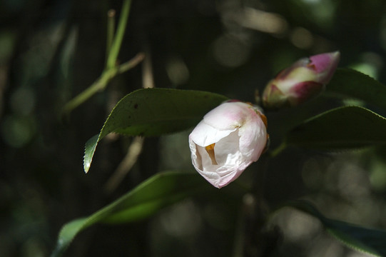 山茶花茶花