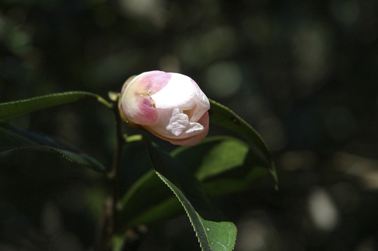 山茶花茶花