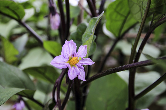 茄子茄子花