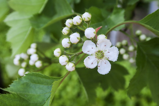 山楂花