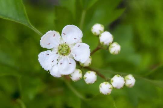 山楂花