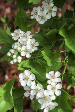 山楂花