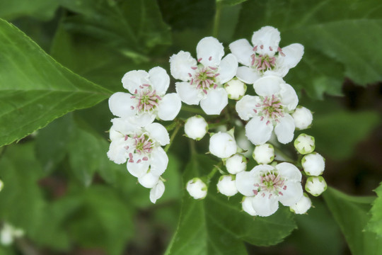 山楂花