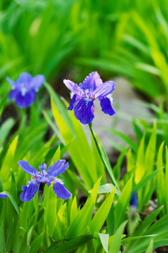 鸢尾花