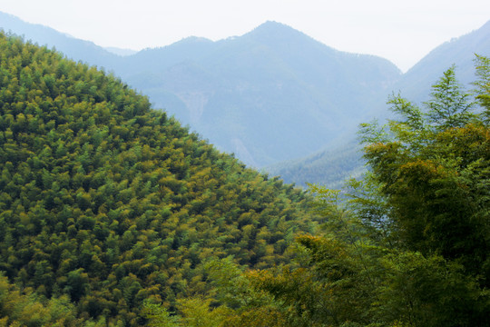 木坑竹海