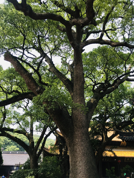 香樟树