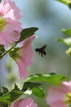 高清悬停飞舞的蜜蜂