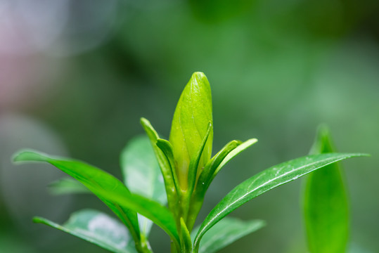 栀子花花蕾